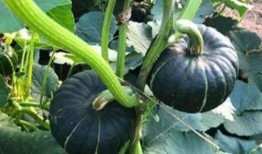 网红杨咩咩吃瓜,揭秘网红圈幕后故事